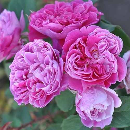 Violett - nostalgische rosen